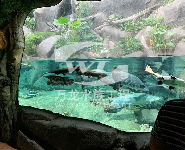 水族工程如何構建景觀和布局？