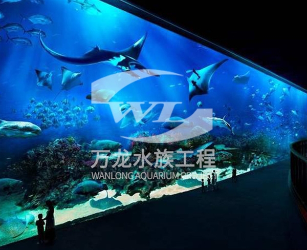 觀賞魚缸日常維護(hù)方法