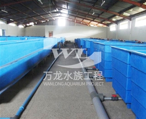 辦公室魚缸的維護操作是什么