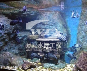 負壓魚缸日常維護方法